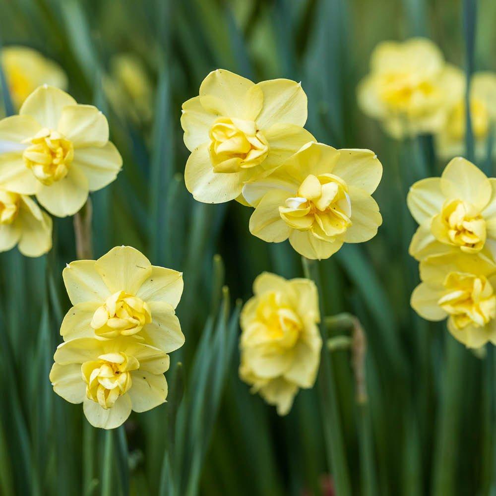 Yellow - YouGarden - Narcissus Yellow Cheerfulness (30 Bulbs) - 2