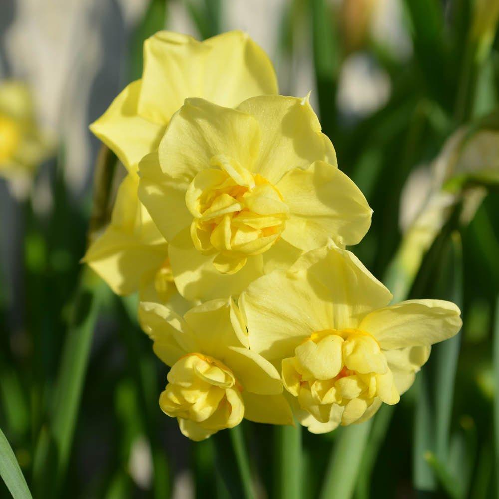 Yellow - YouGarden - Narcissus Yellow Cheerfulness (30 Bulbs) - 3