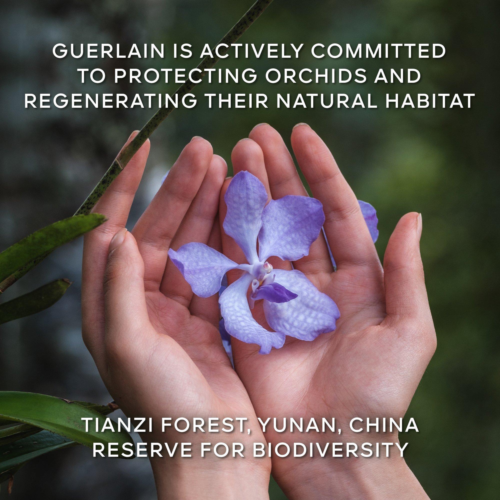 Clear - Orchidee - Orchidee Imperiale The Longevity Rich Cream - 10