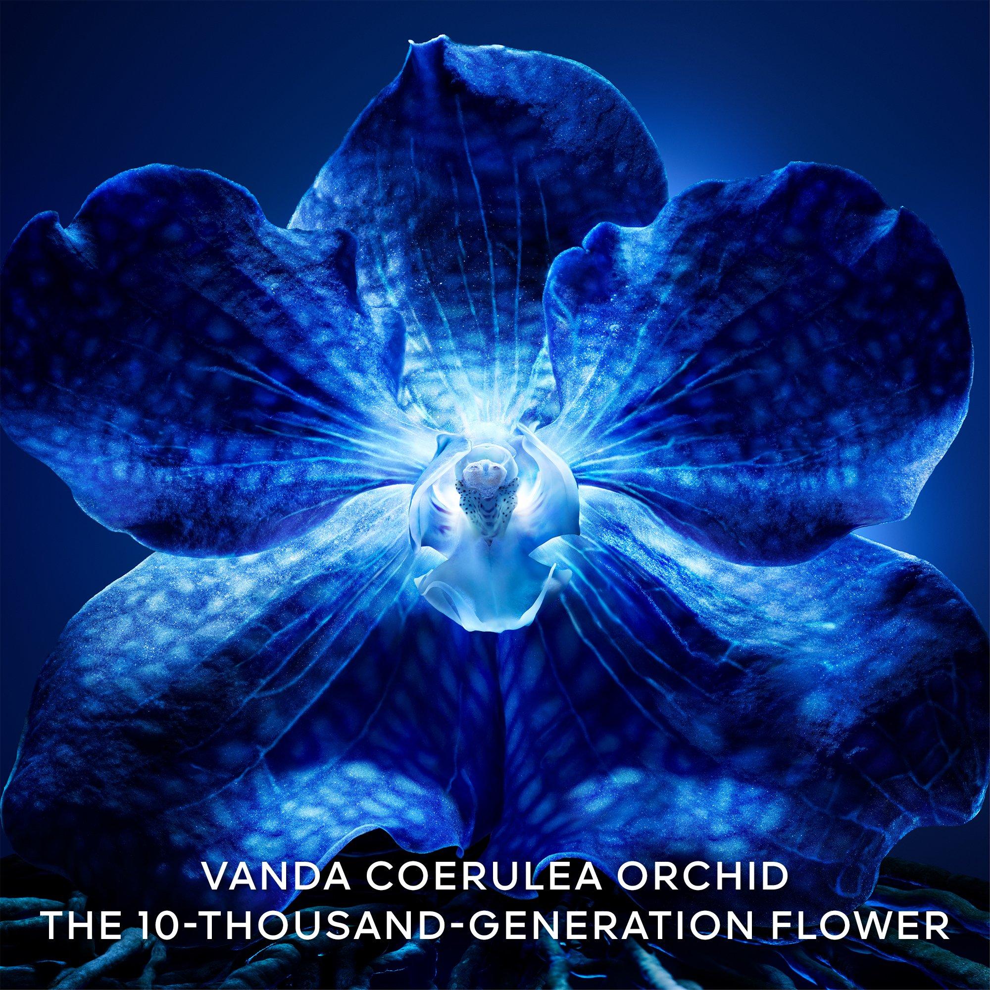 Clear - Orchidee - Orchidee Imperiale The Longevity Rich Cream - The Refill - 5