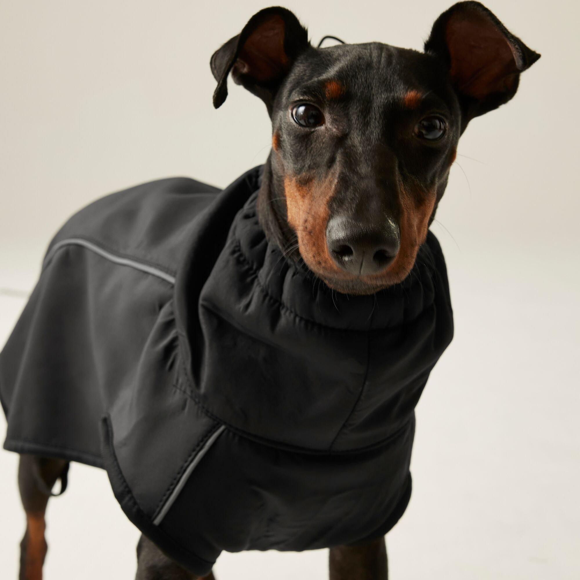 Black - Regatta - Softshell Dog Jacket - 2