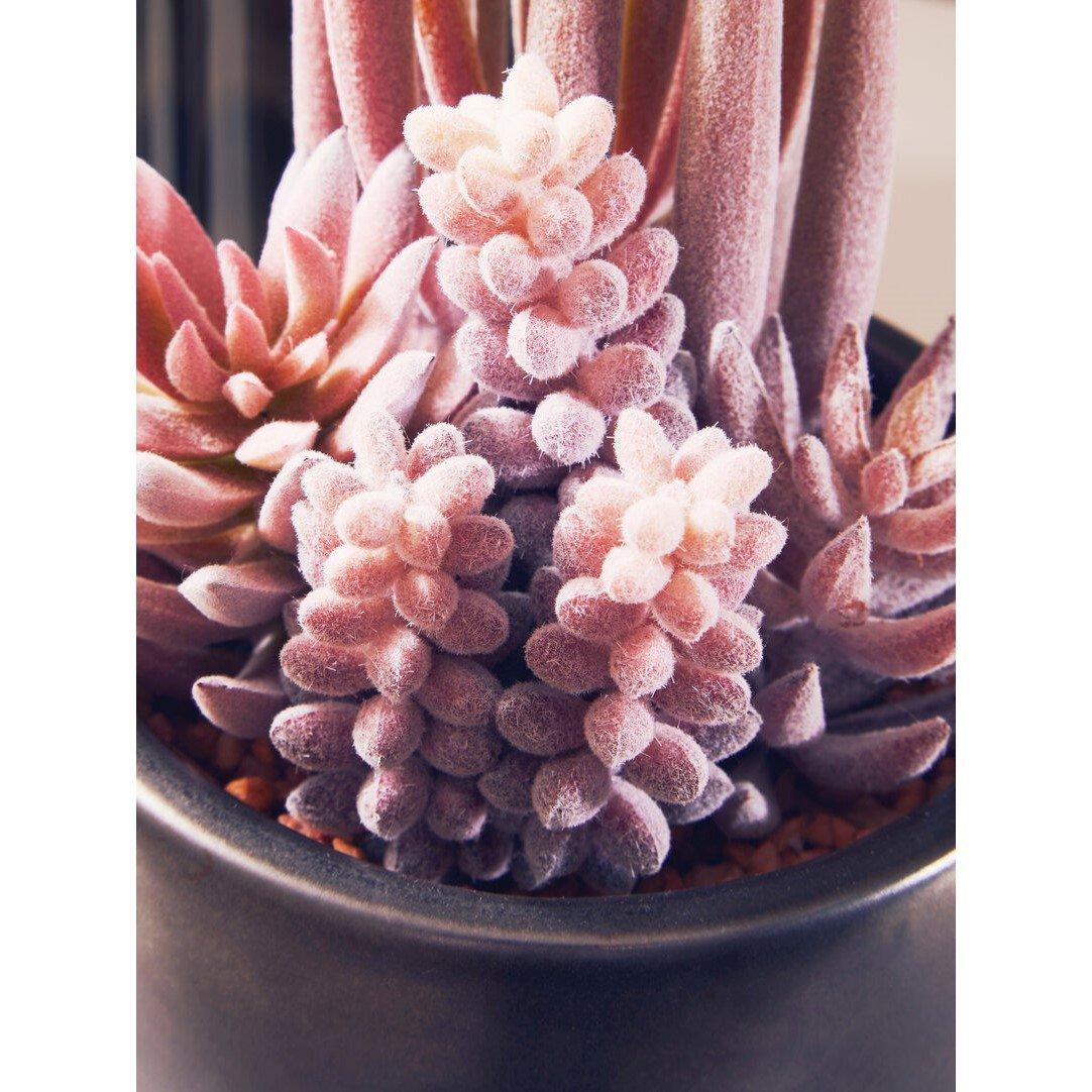 Fiori Fiori Mixed Succulents In Ceramic Pot