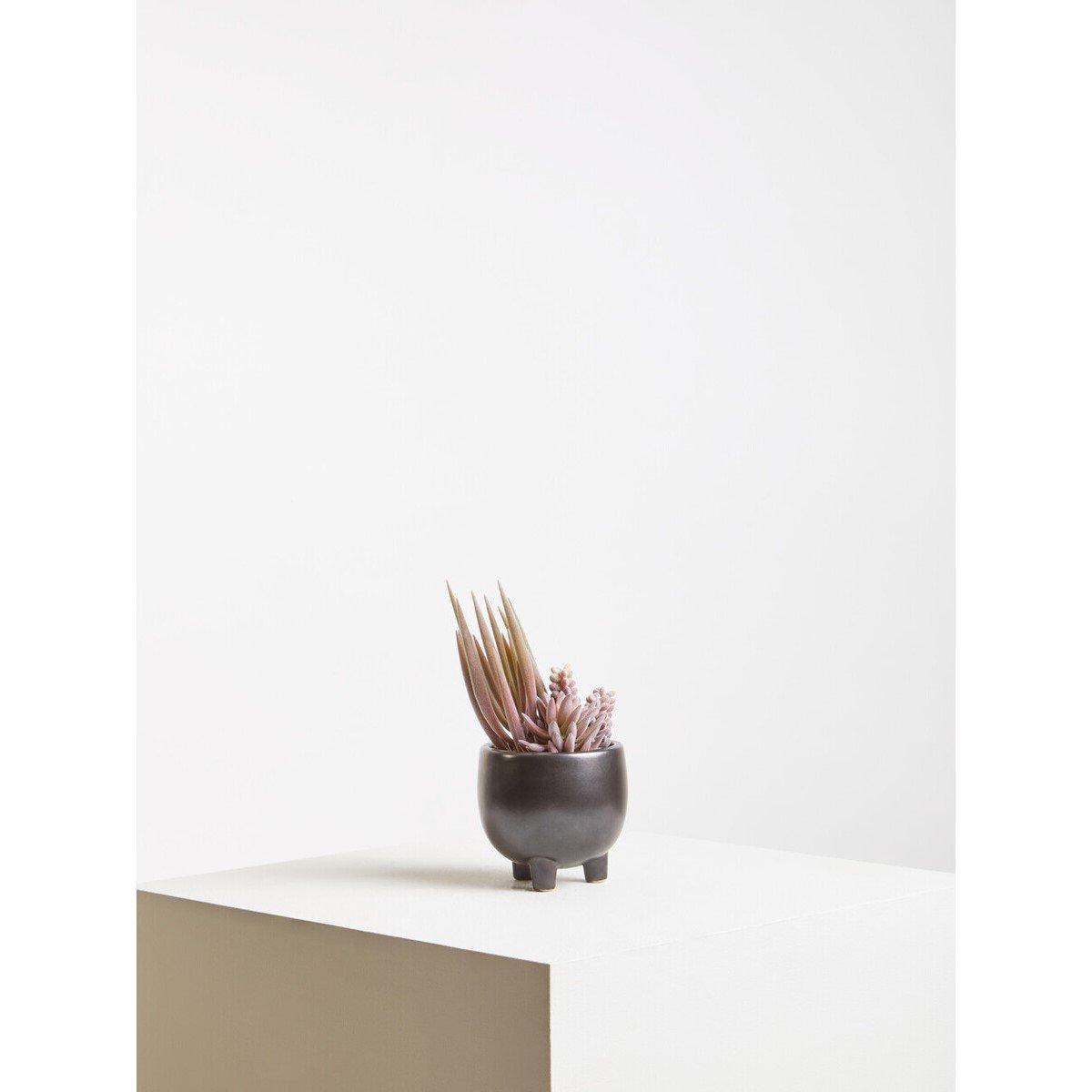 Grey - Fiori - Mixed Succulents In Ceramic Pot - 1