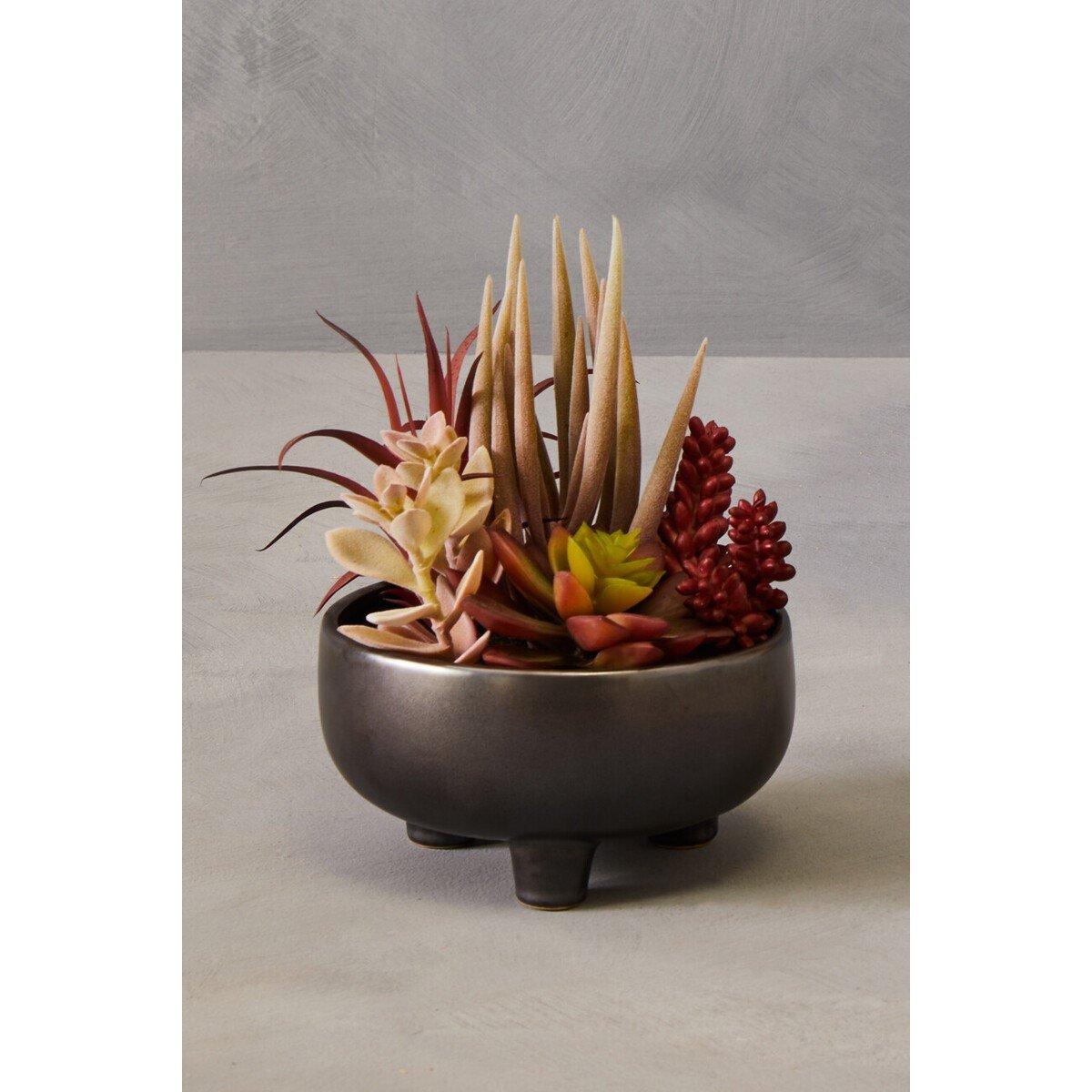 Grey - Fiori - Mixed Succulents In Grey Ceramic Pot - 1
