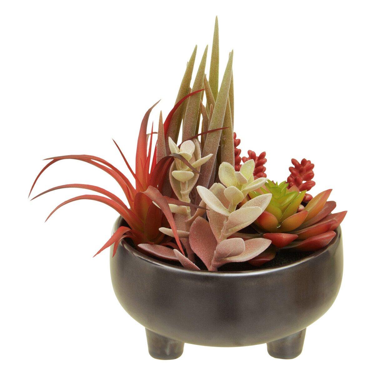 Grey - Fiori - Mixed Succulents In Grey Ceramic Pot - 2