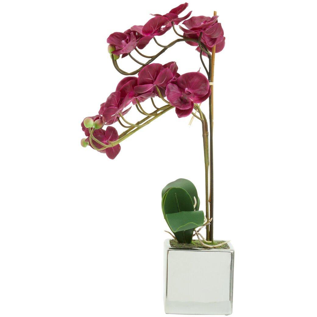 Silver - Fiori - Aubergine Orchid Plant - 1