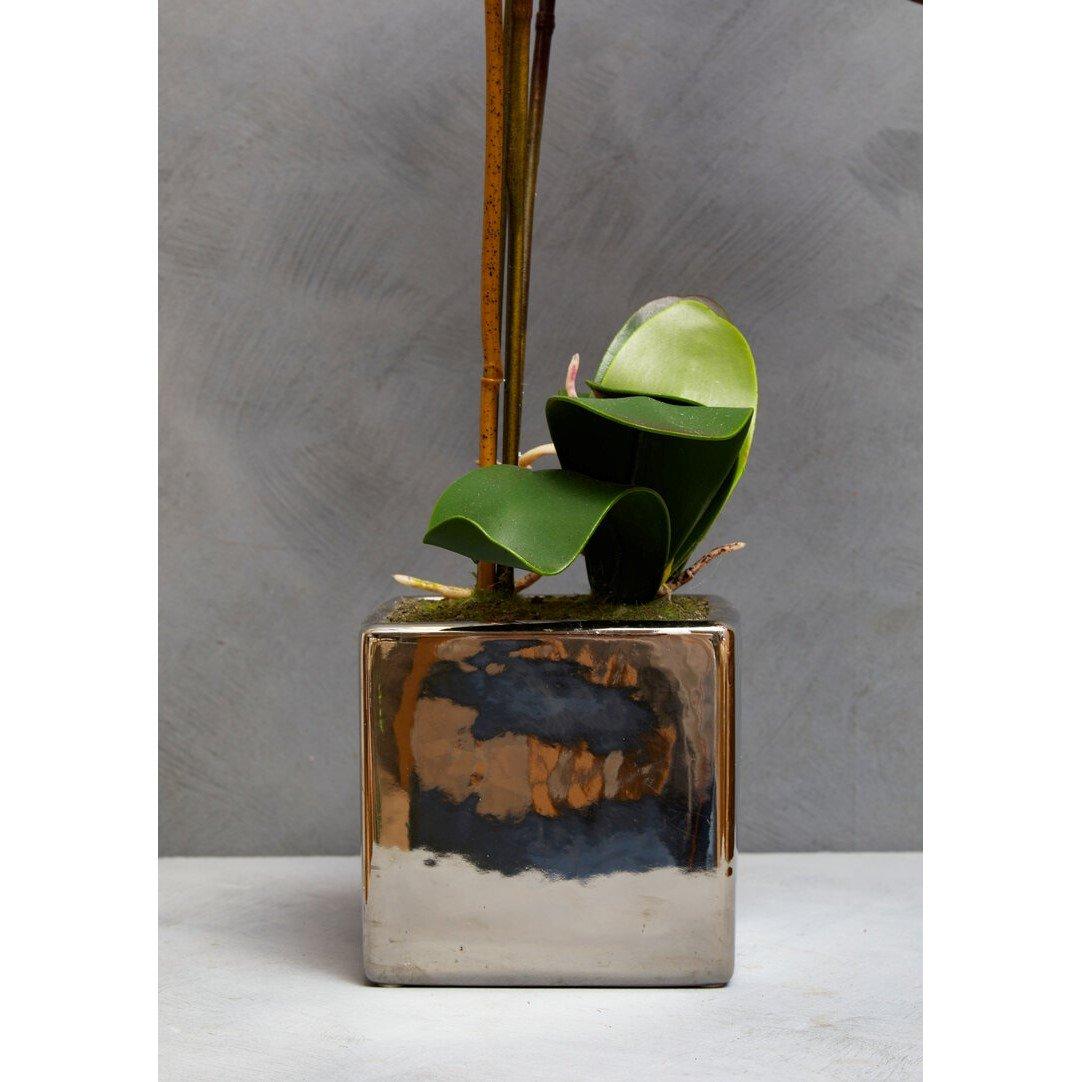 Silver - Fiori - Fiori Aubergine Orchid Plant - 2