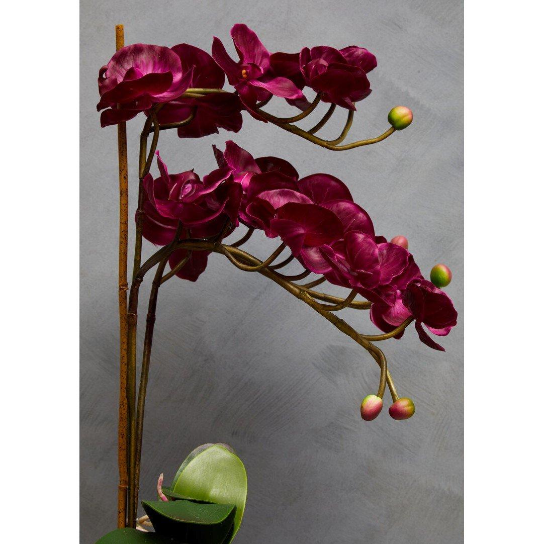 Silver - Fiori - Fiori Aubergine Orchid Plant - 3