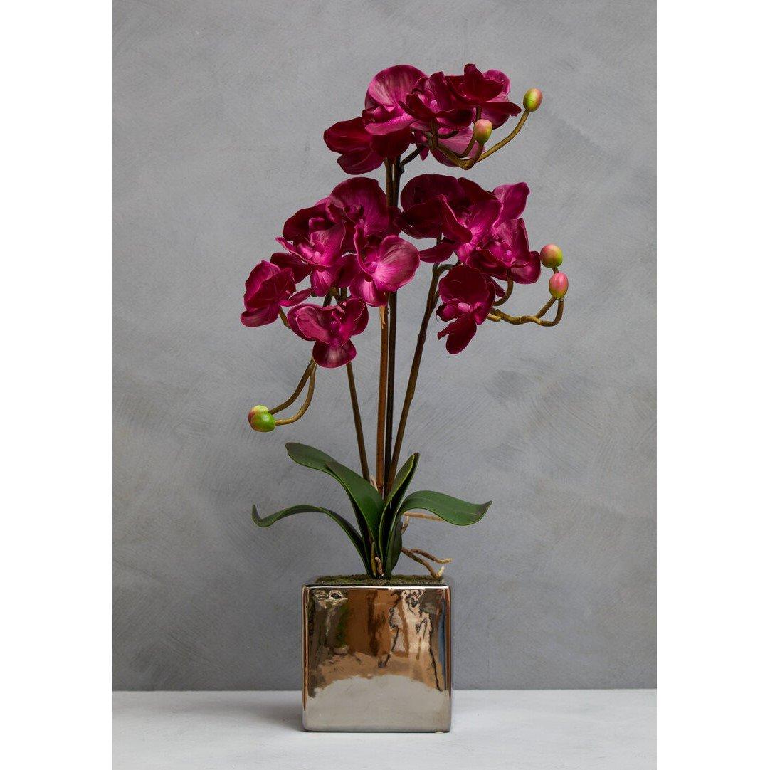 Silver - Fiori - Fiori Aubergine Orchid Plant - 4