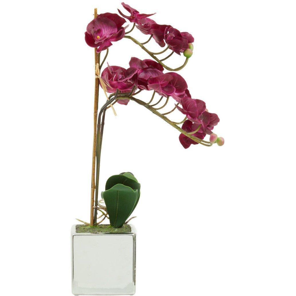 Silver - Fiori - Fiori Aubergine Orchid Plant - 5