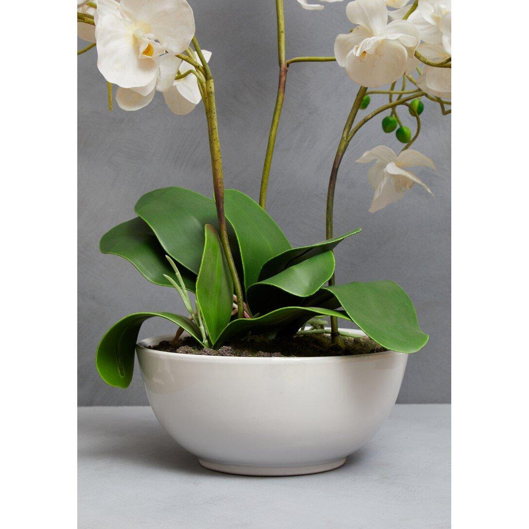 White - Fiori - Fiori White Orchid Plant - 2