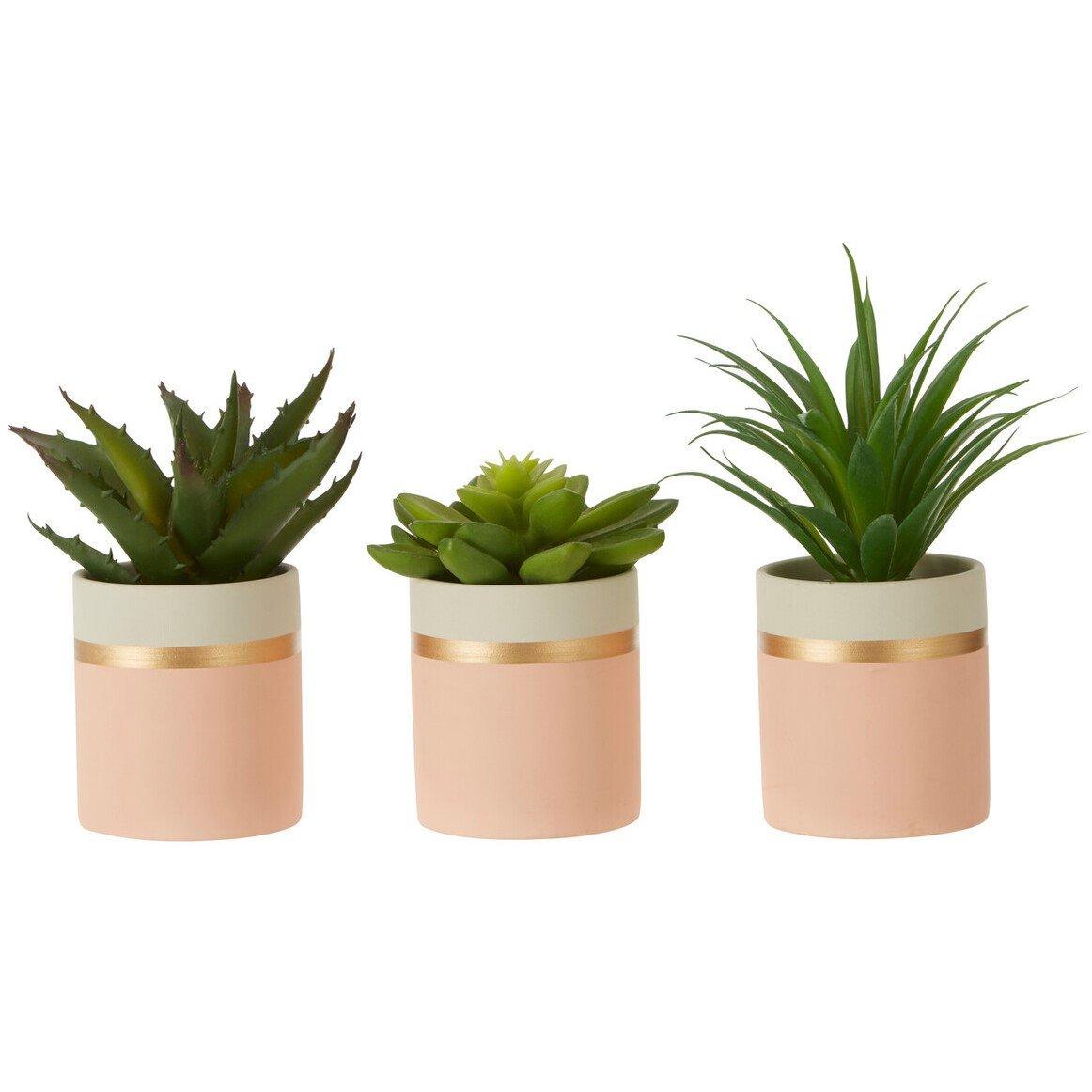 Pink - Fiori - Fiori Set of 3 Pink Pot Succulents - 2