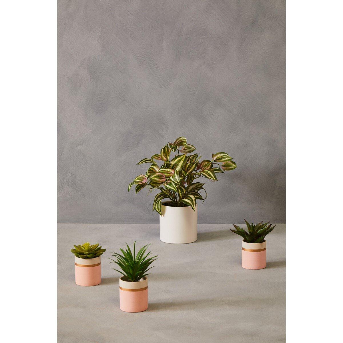 Pink - Fiori - Fiori Set of 3 Pink Pot Succulents - 4