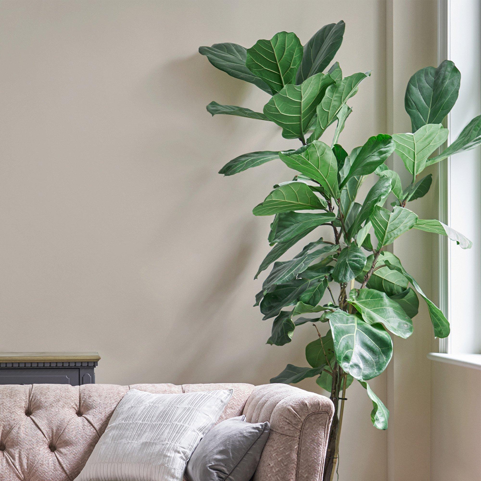 Soft Natural - Laura Ashley - Laura Ashley Matt Emulsion Paint - Soft Natural - 2