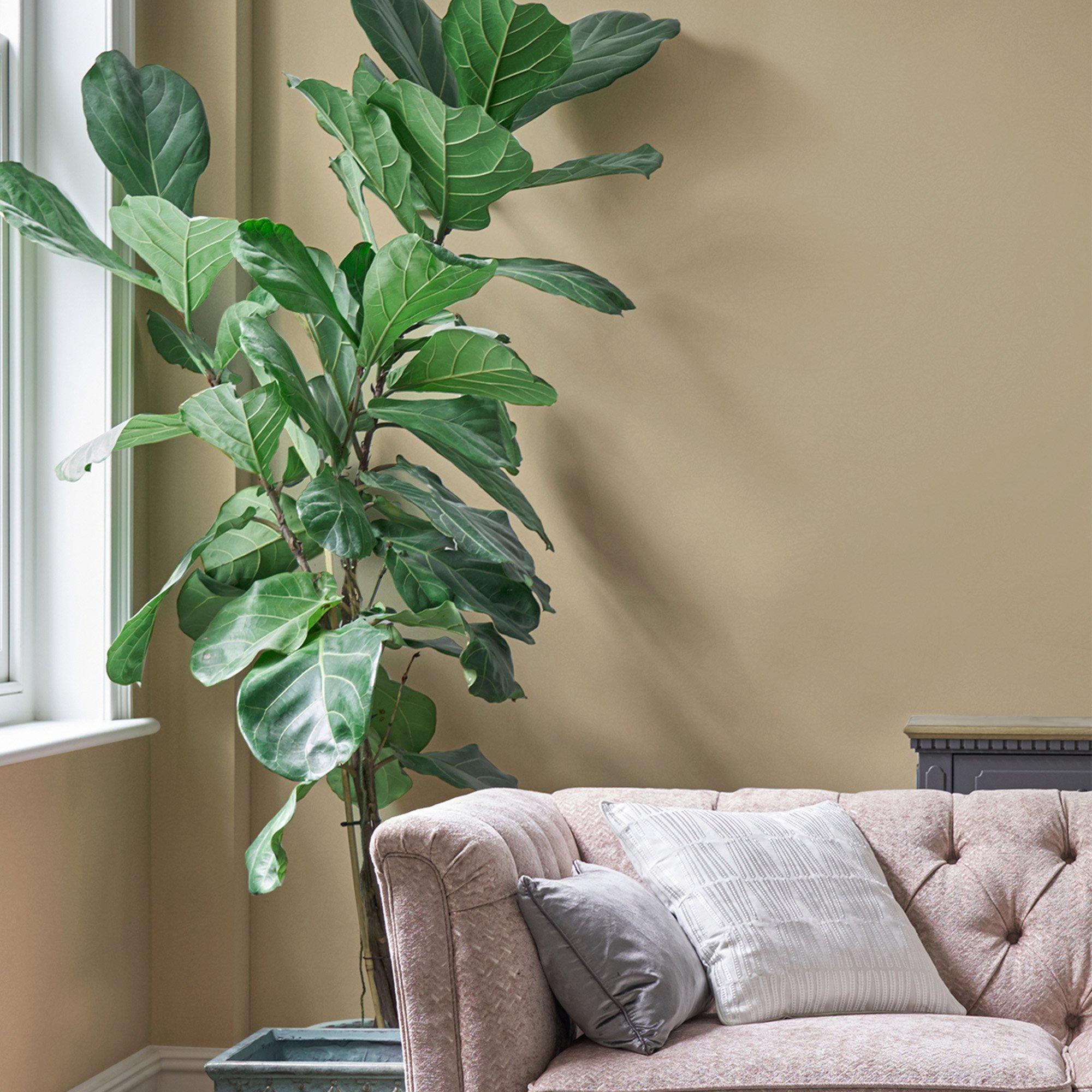 Pale Gold - Laura Ashley - Laura Ashley Matt Emulsion Paint - Pale Gold - 2