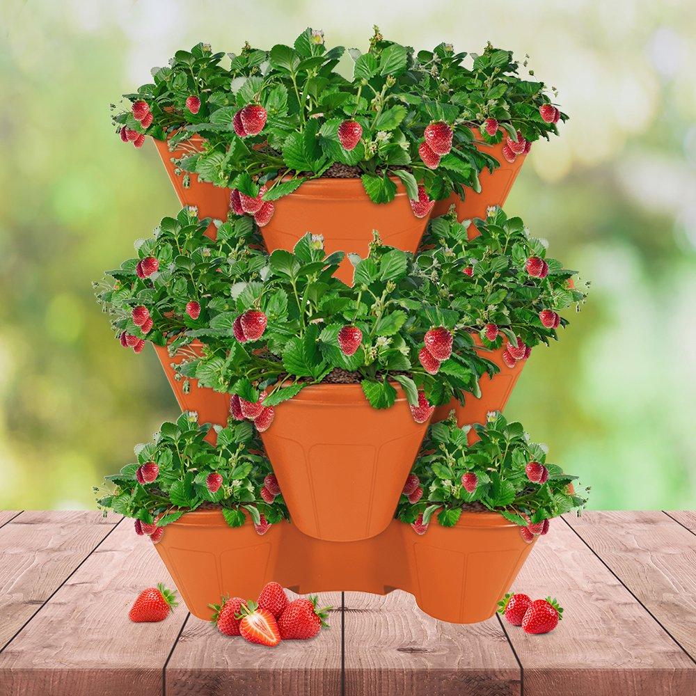 Yougarden  Strawberry Growing Kit - Sweet Colossus -  - 12 plants
