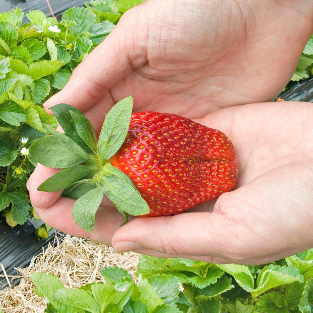 Multi - YouGarden - Strawberry Growing Kit - Sweet  Colossus - 2