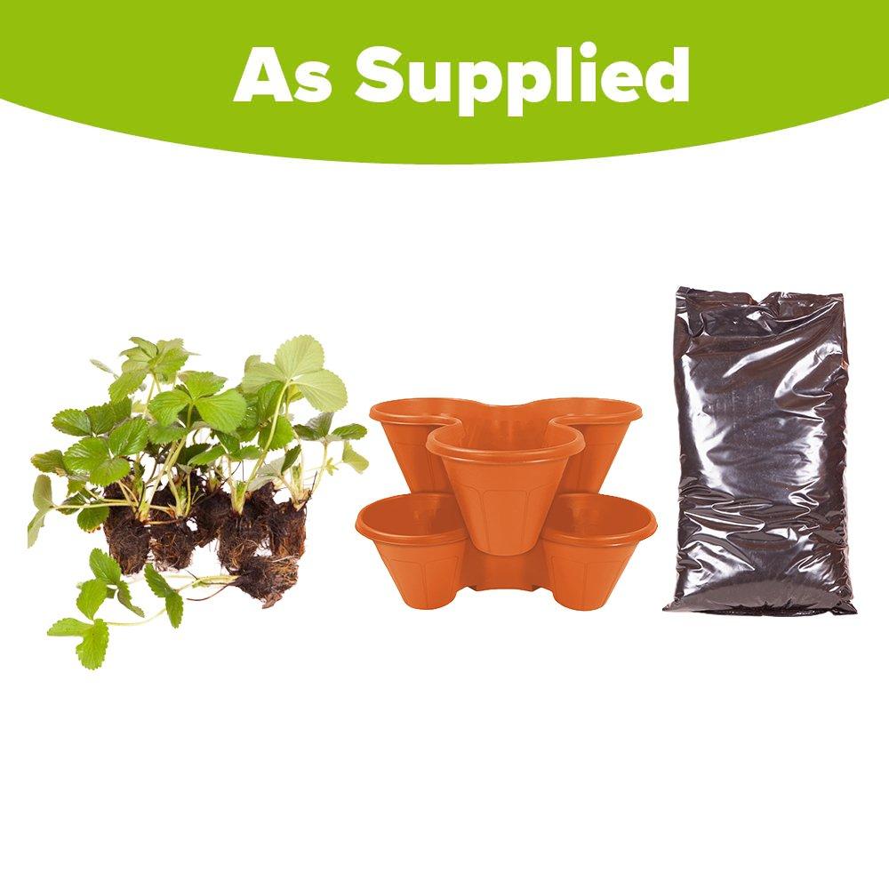 Multi - YouGarden - Strawberry Growing Kit - Sweet  Colossus - 3