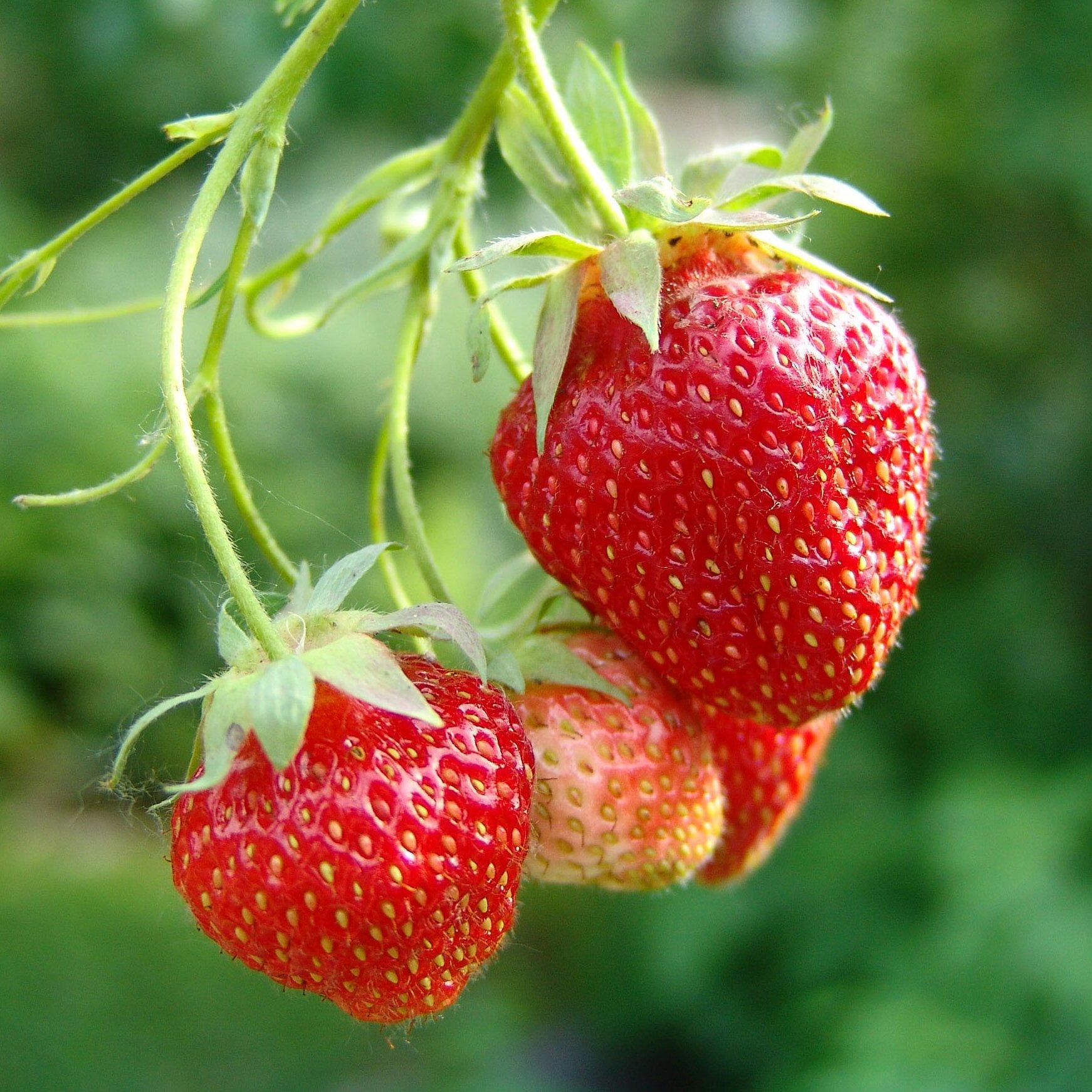 Multi - YouGarden - Strawberry Runners - Cambridge Favourite - 1