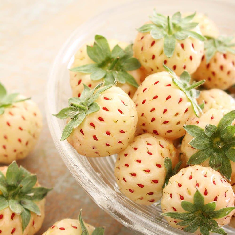 Multi - YouGarden - Strawberry Runners - Pineberry - 2