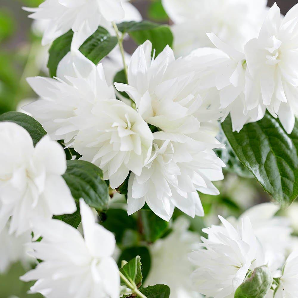 White - YouGarden - Philadelphus - Pearls of Perfume (3 x 9cm Pots) - 1
