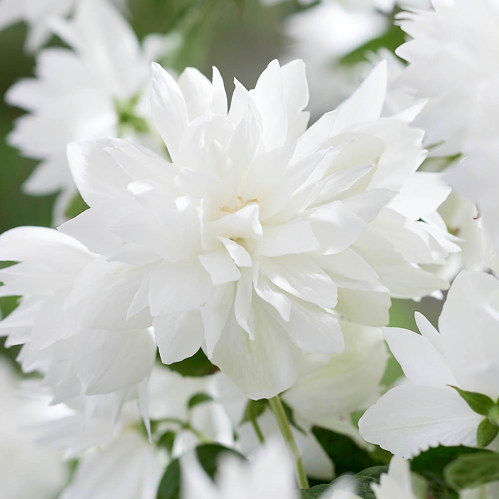 White - YouGarden - Philadelphus - Pearls of Perfume (3 x 9cm Pots) - 2
