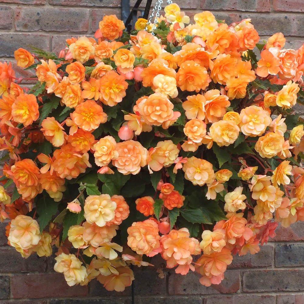Multi - YouGarden - Begonia Tubers - Apricot Shades Mix (30 Tubers) - 4