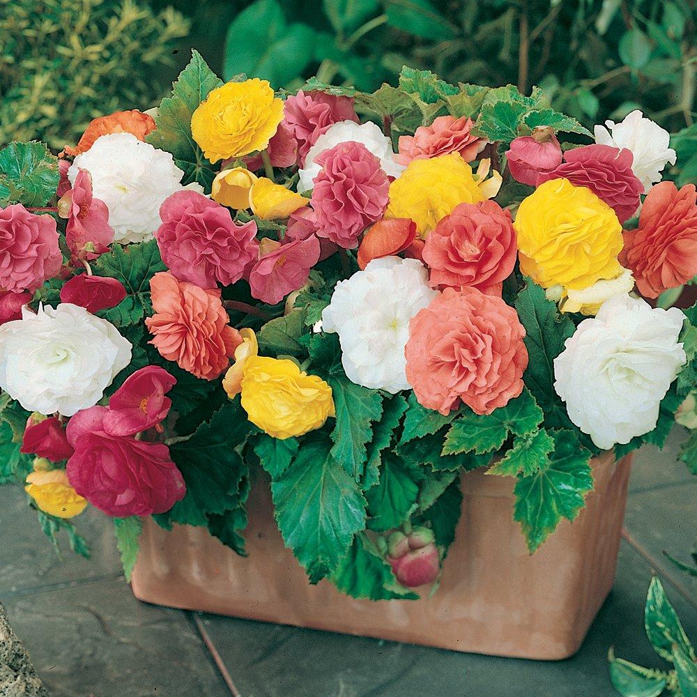 Multi - YouGarden - Begonia Tubers - Bonanza Mix (30 Tubers) - 2