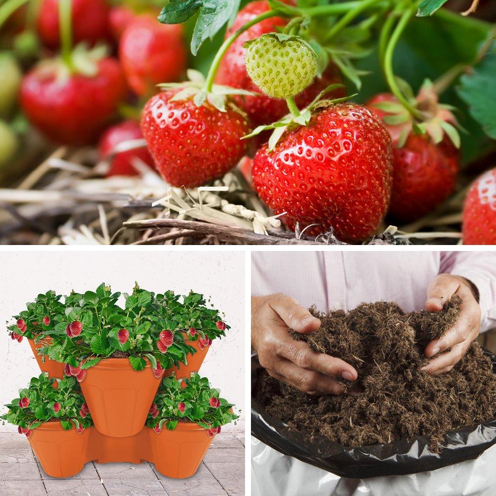 Multi - YouGarden - Strawberry Growing Kit - Cambridge Favourite - 1