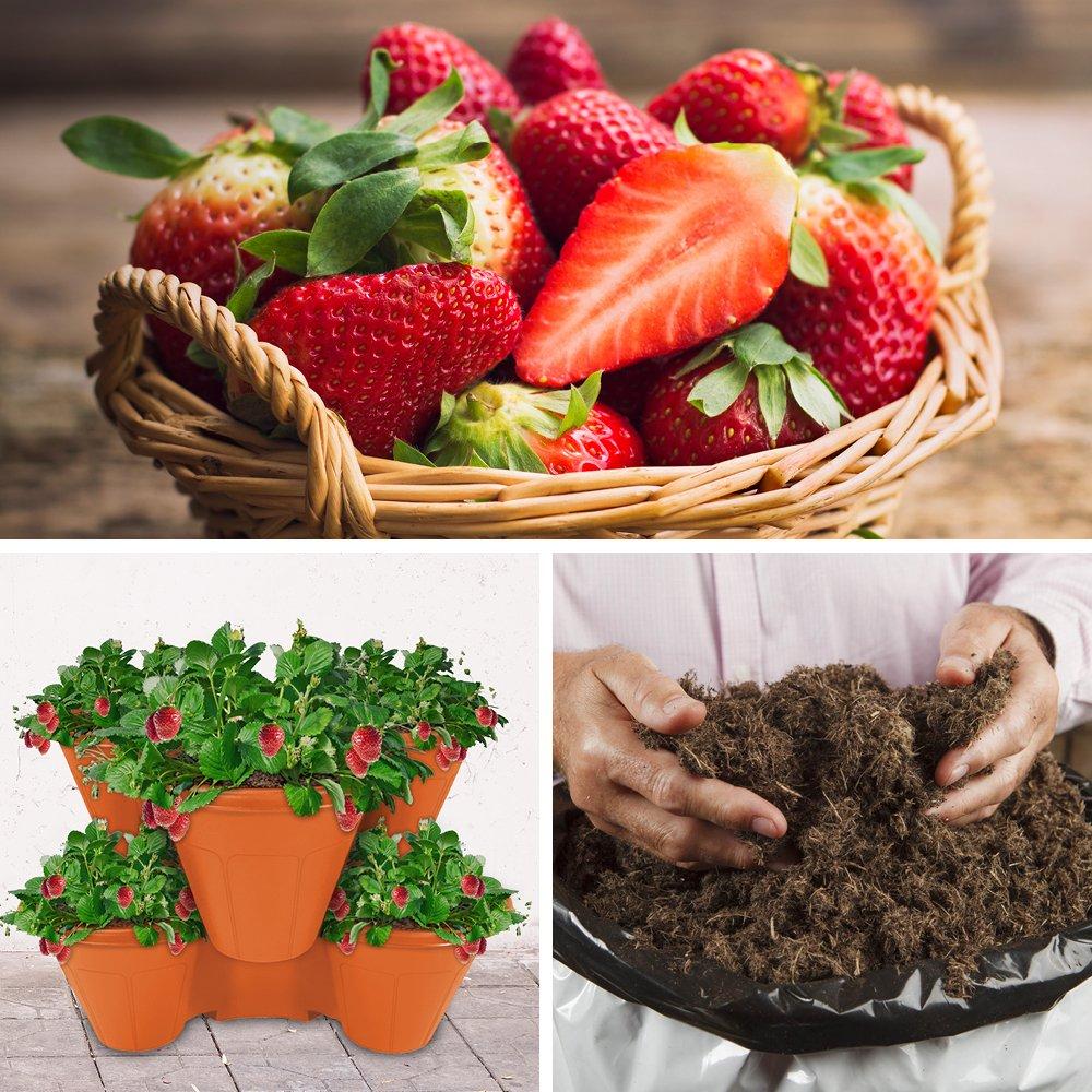 Multi - YouGarden - Strawberry Growing Kit - Sweet Summer - 1
