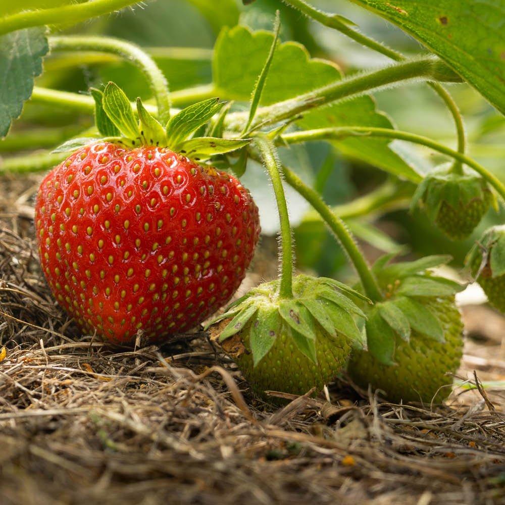 Multi - YouGarden - Strawberry Growing Kit - Sweet Summer - 2