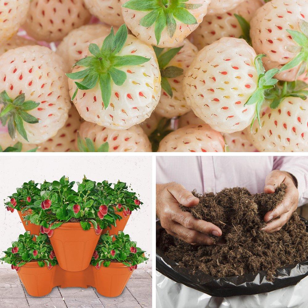 Multi - YouGarden - Strawberry Growing Kit - Pineberries - 1