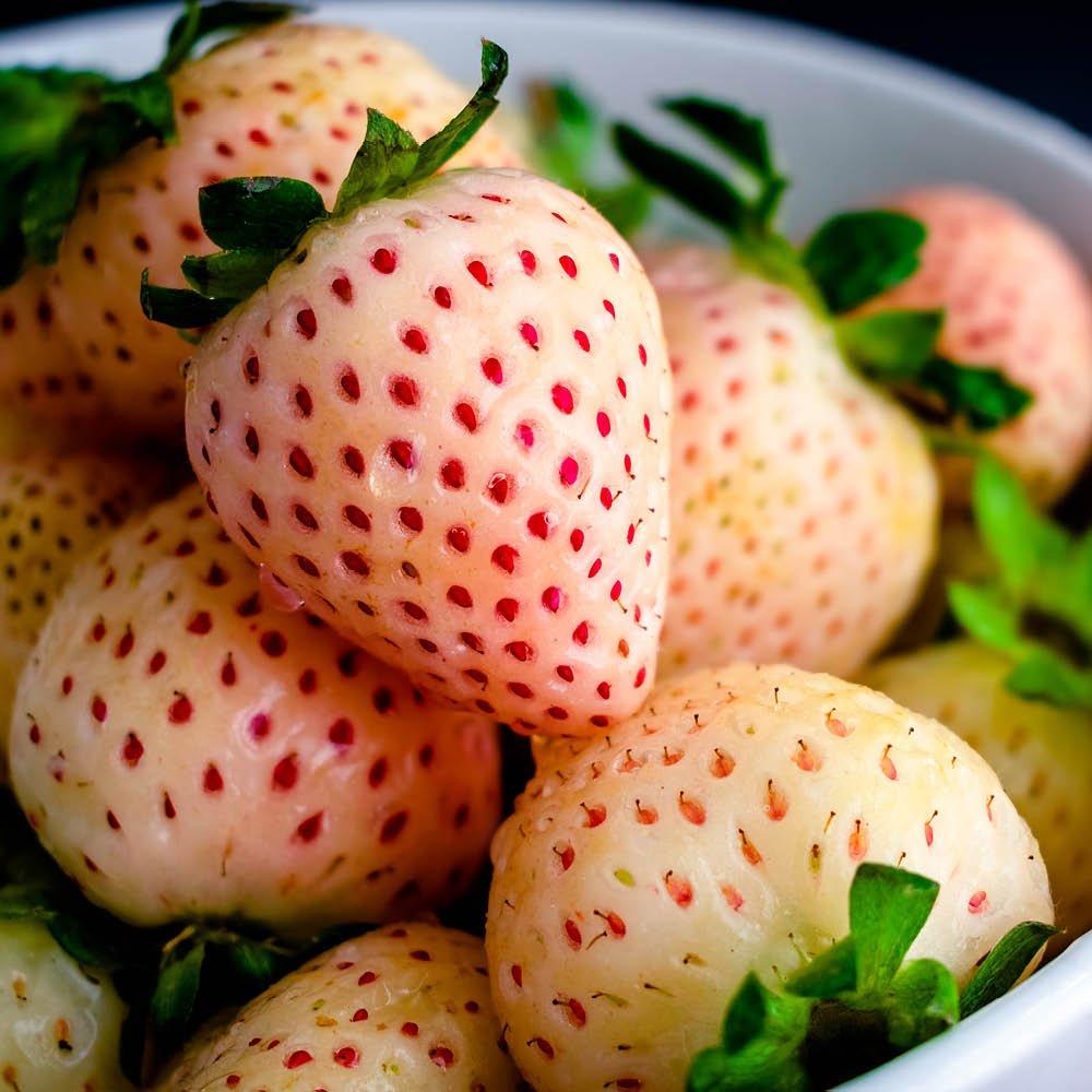 Multi - YouGarden - Strawberry Growing Kit - Pineberries - 3