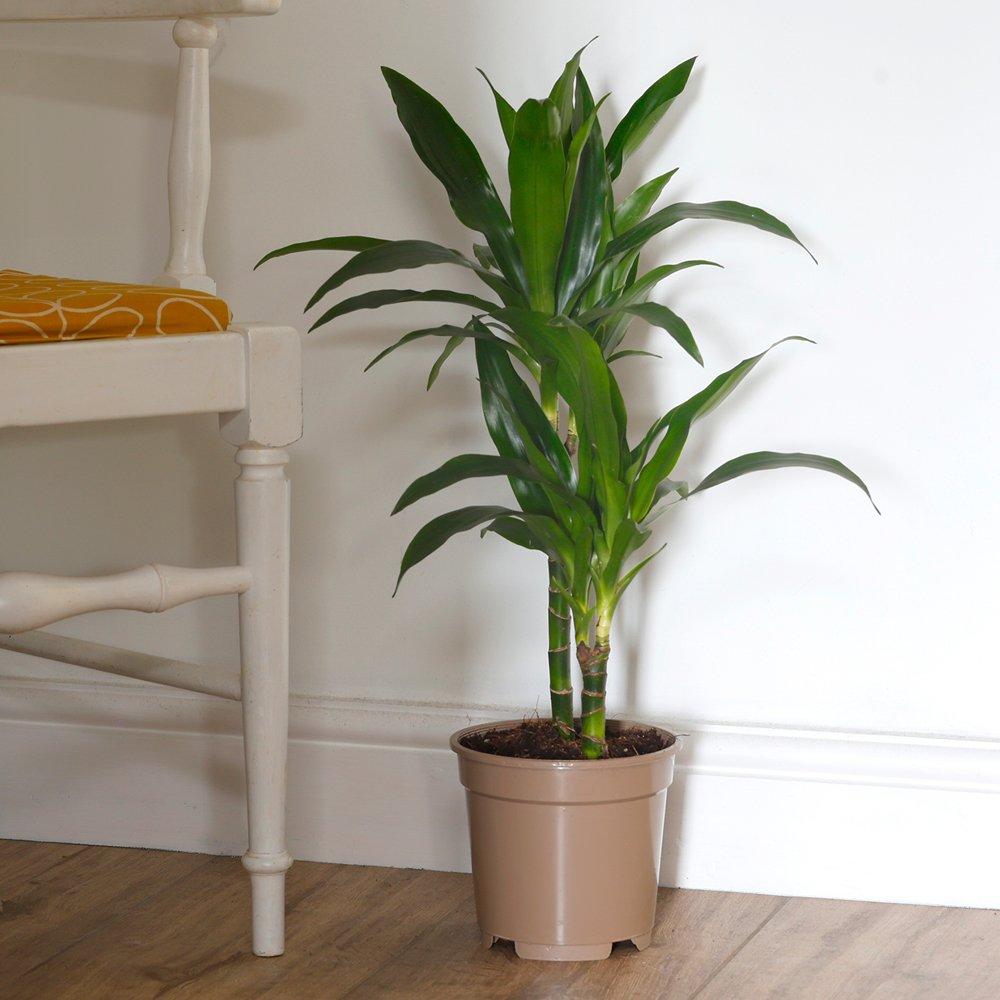 Yougarden  Dracaena Dereis Janet Craig - Dragon Tree - Green - 17cm pot