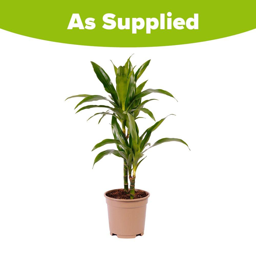 Green - YouGarden - Dracaena deremensis Janet Craig - Dragon Tree - 2