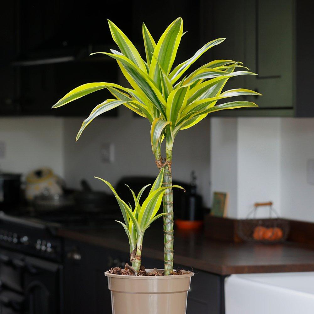Multi - YouGarden - Dracaena deremensis Lemon & Lime (17cm 2 Stem) - 1