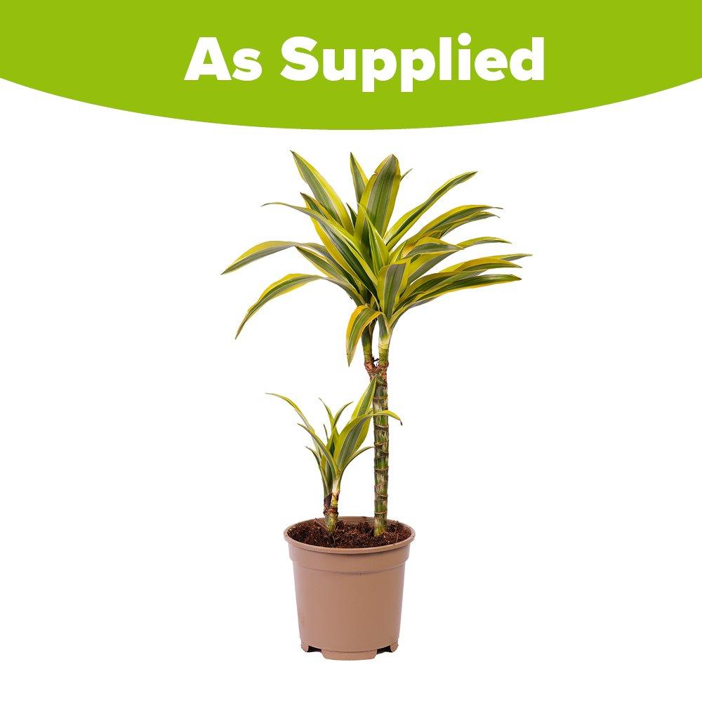 Multi - YouGarden - Dracaena deremensis Lemon & Lime (17cm 2 Stem) - 2