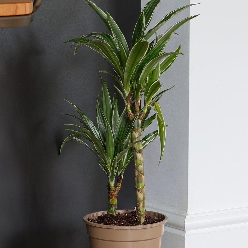 YouGarden Dracaena Deremensis Warneckii 2 Stem Plant Pot 17cm Green - Image 3