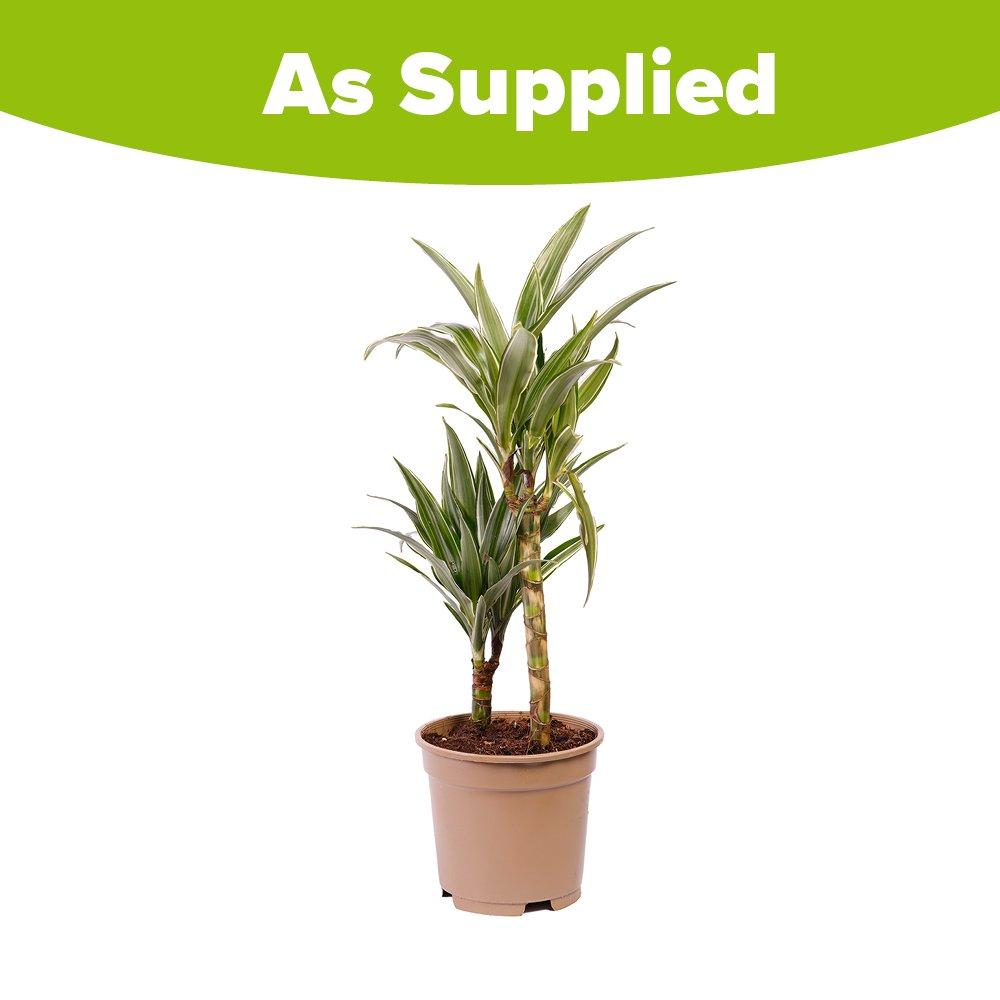 Green - YouGarden - Dracaena deremensis Warneckii (17cm 2 Stem) - 2