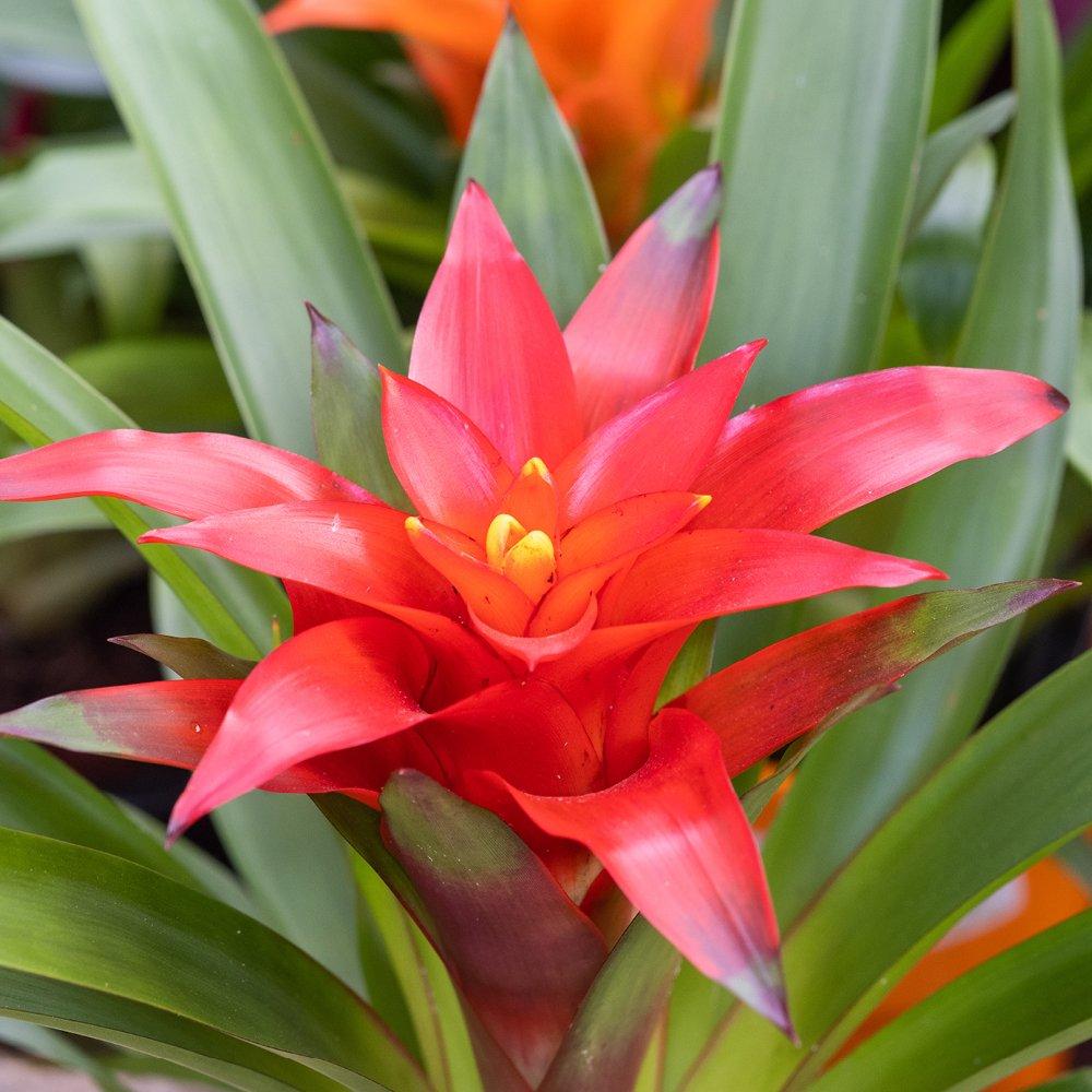Yougarden  Bromeliad Scarlet Star - Guzmania Ostara (12Cm P -  - 12cm Pot