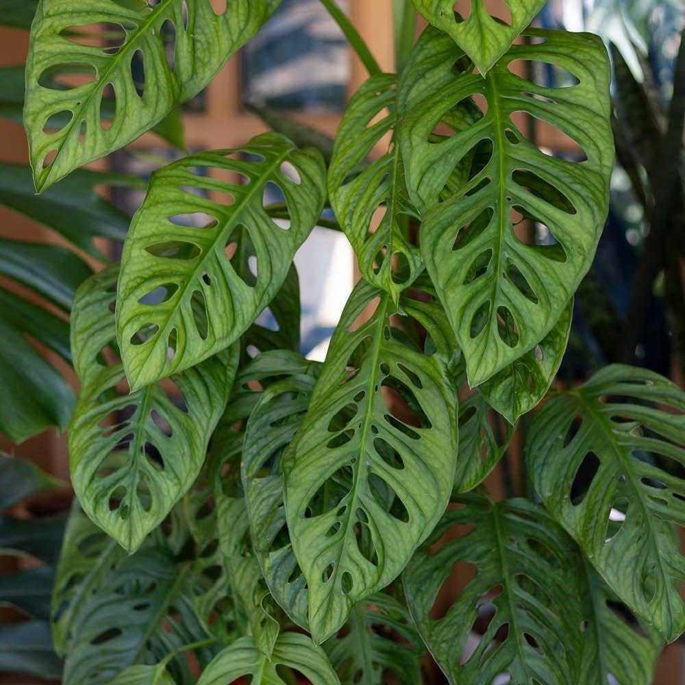 YouGarden Monstera Monkey Mask on Moss Pole (19cm Pot)