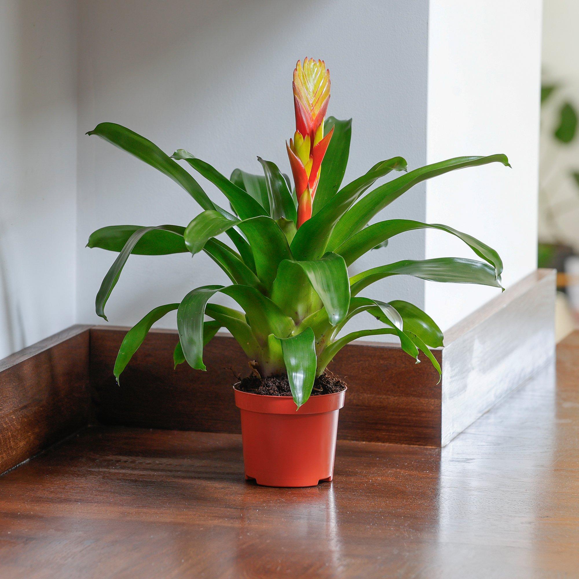 Yougarden  Bromeliad Flaming Sword - Vreisea Electric (9Cm -  - 9cm Pot