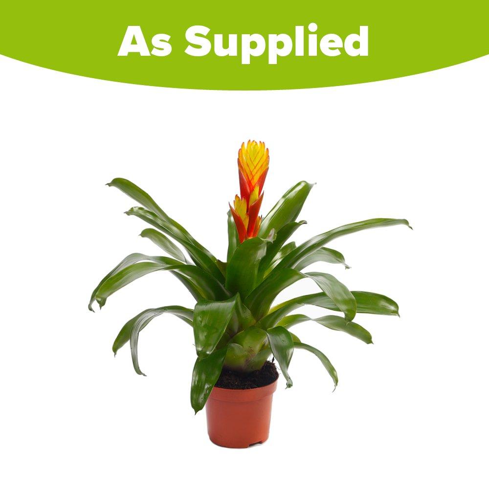 Multi - YouGarden - Bromeliad Flaming Sword - Vreisea Electric (9cm - 2
