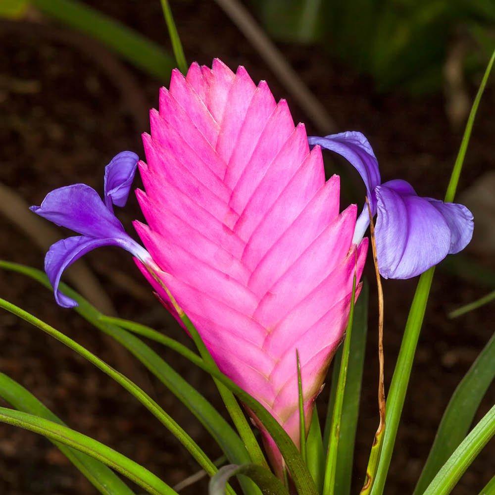 Yougarden  Bromeliad Pink Quill - Tillandsia Cyanea Vincent -  - 9cm Pot