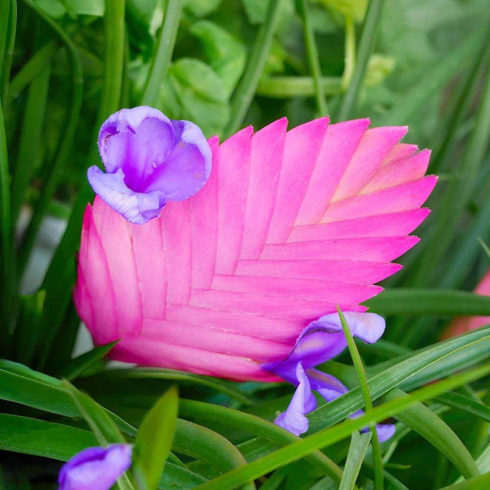 Multi - YouGarden - Bromeliad Pink Quill - Tillandsia cyanea Vincent - 2