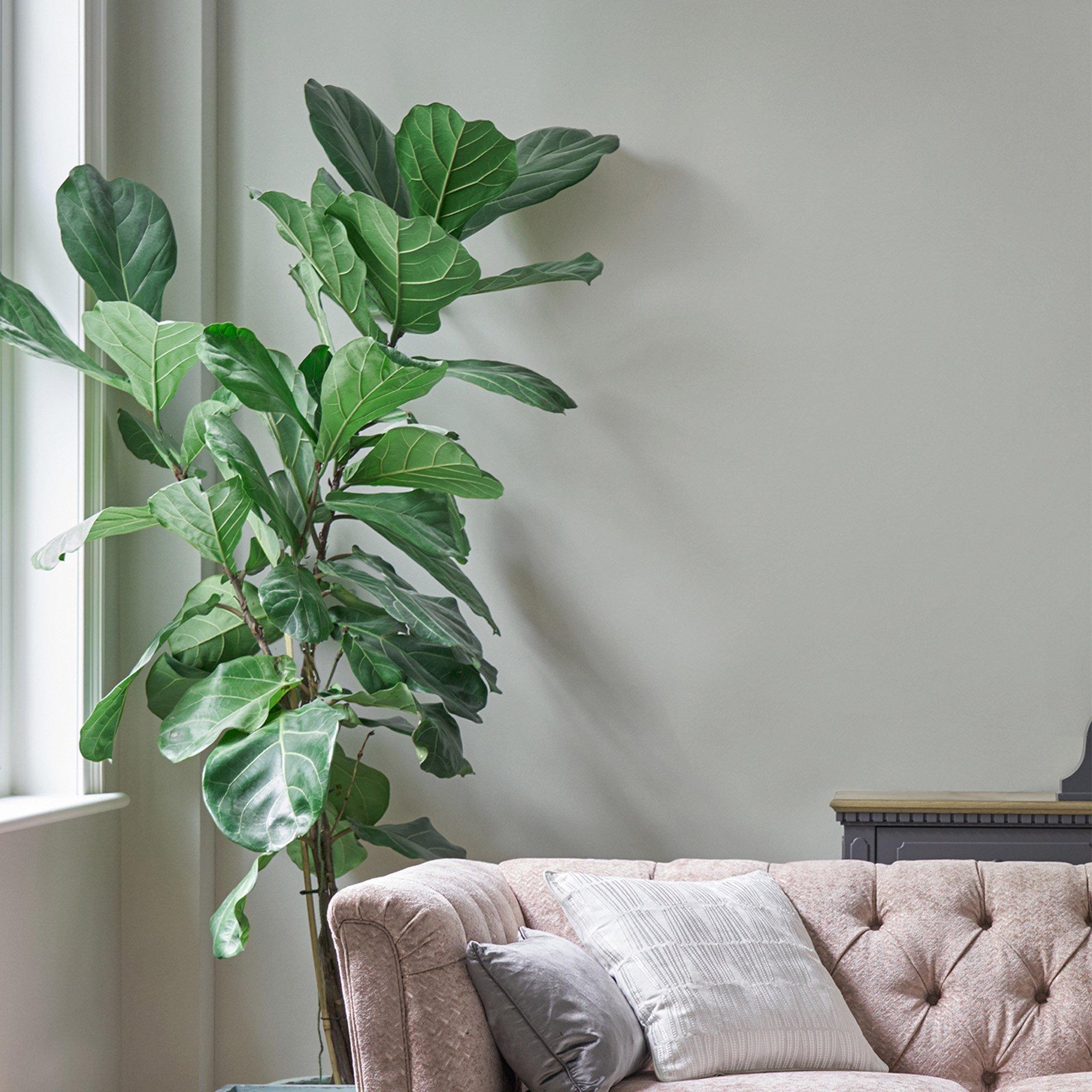 Pale Sage Leaf - Laura Ashley - Laura Ashley Matt Emulsion Paint  - Pale Sage Leaf - 2