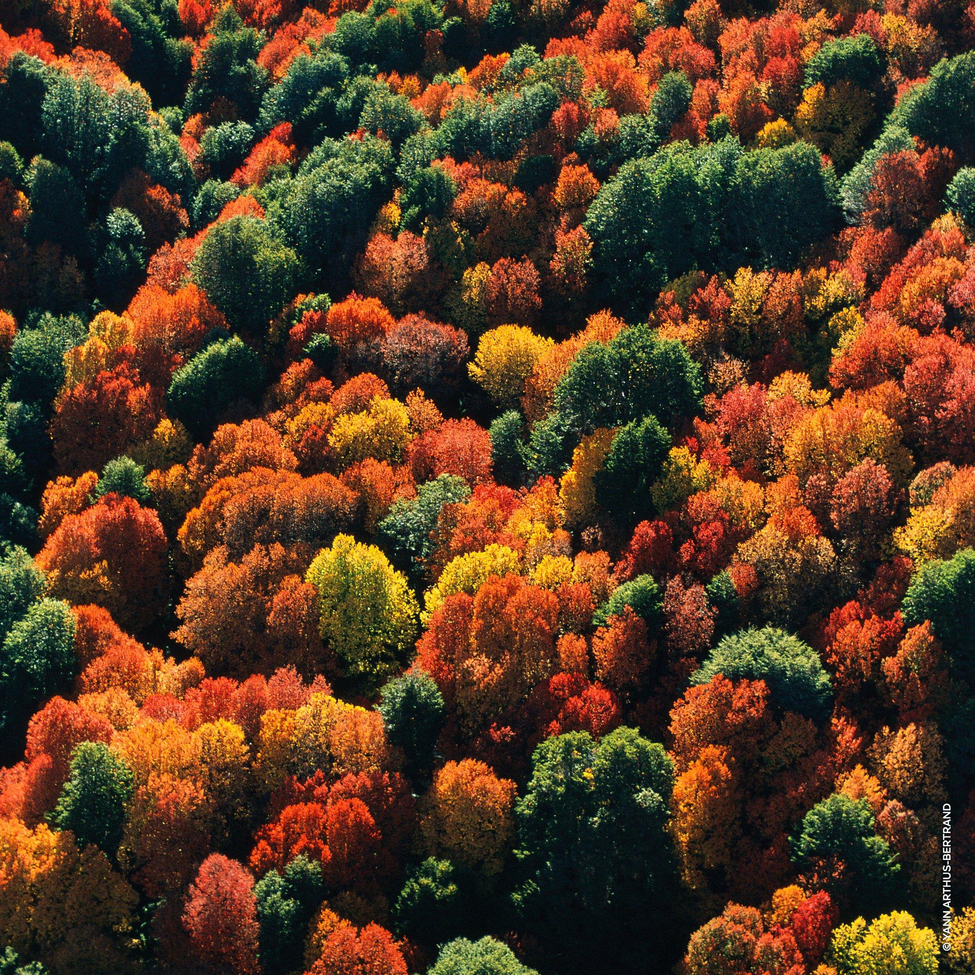 Oud - Guerlain - Aqua Allegoria Forte Rosa Palissandro Eau de Parfum Refill - 5