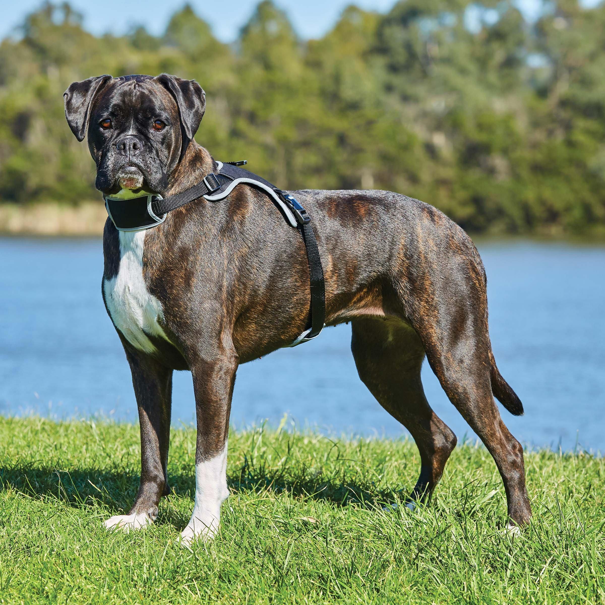 Negro - Weatherbeeta - Elegance Dog Harness - 3