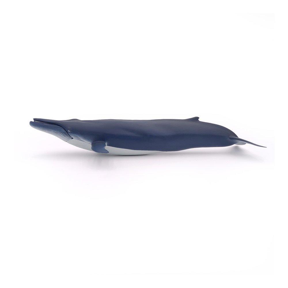 Multi - PAPO - Marine Life Blue Whale To - 2