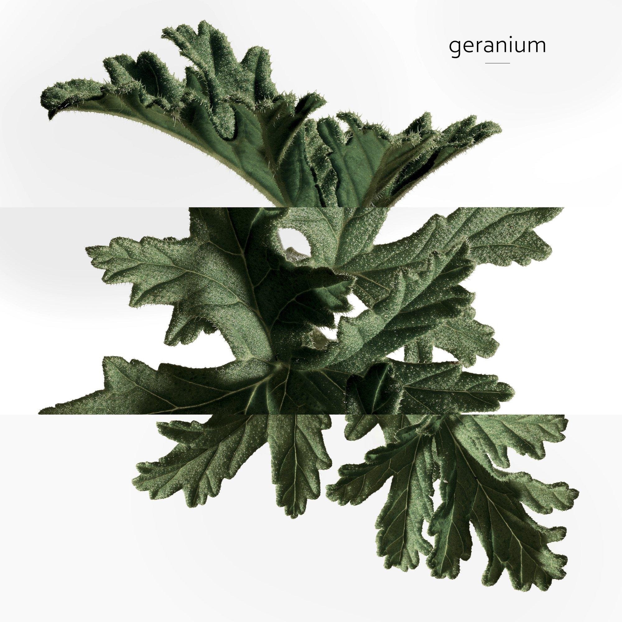 Clear - Hermes - Eau de Basilic Pourpre, Eau de Cologne - 6